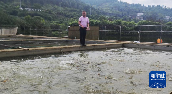 王子松在給水槽里的魚投料.jpg