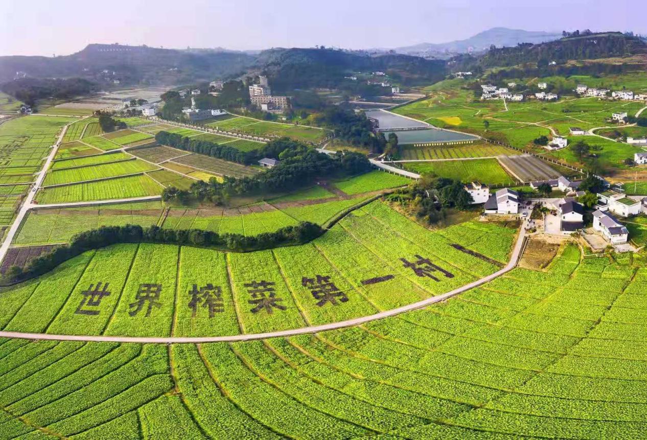 “世界榨菜第一村”——涪陵區(qū)江北街道二渡村.jpg