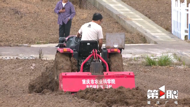 涪陵青菜頭進(jìn)入播種旺季1.png