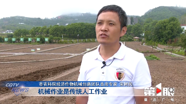 涪陵青菜頭進(jìn)入播種旺季2.png