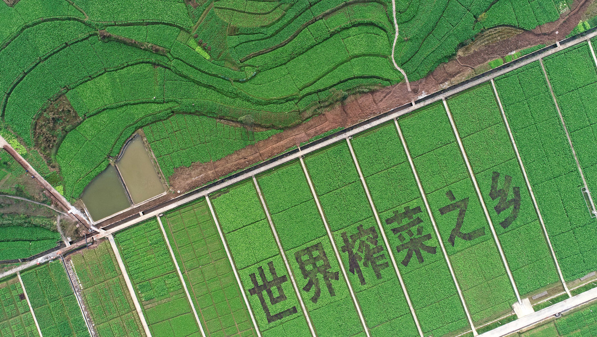 智能化生產(chǎn)強力支撐 “國民下飯菜”產(chǎn)能提高近10倍1.jpg