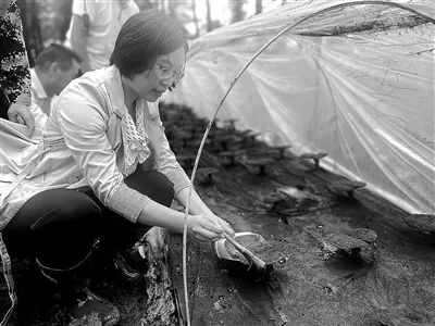 在重慶市涪陵區(qū)大順鎮(zhèn)靈芝林下種植示范基地，重慶市藥物種植研究所靈芝研發(fā)團(tuán)隊(duì)研究人員雷美艷正在收集孢子粉.jpg