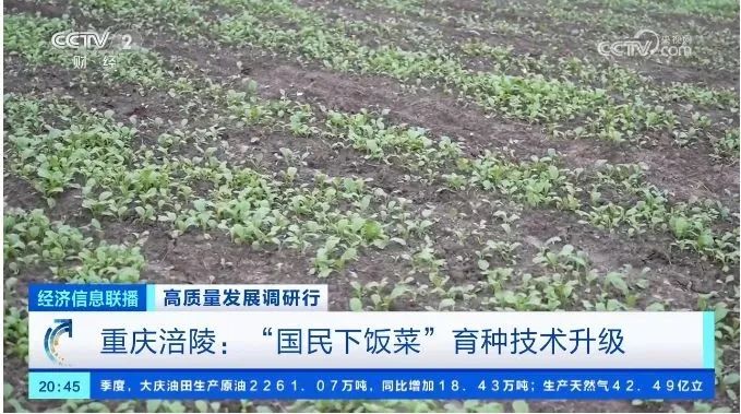 重慶涪陵：“國(guó)民下飯菜”育種技術(shù)升級(jí)1.jpg